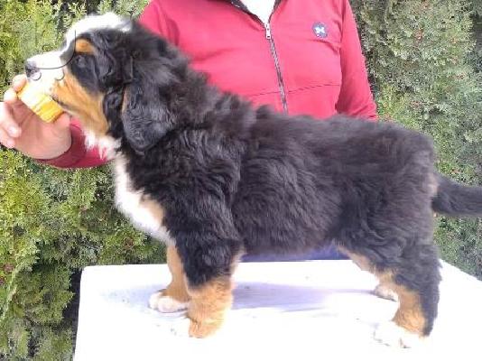PoulaTo: Κουτάβια σκυλιών του βουνού Bernese